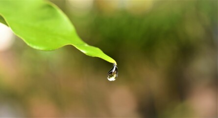 water drop on a leaf