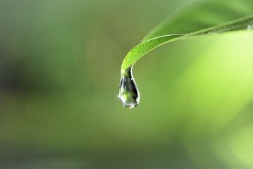 water drop on leaf - Powered by Adobe