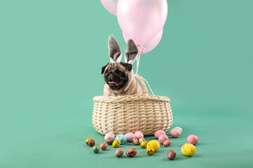 Funny pug dog with bunny ears and Easter eggs sitting in basket on color background
