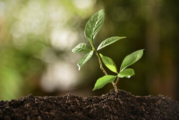 young plant growing in soil