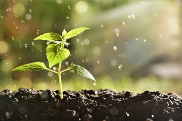 sprout in the ground with drizzle