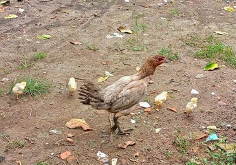 Mother hen taking care of her chicks