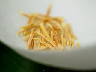 Southern Magnolia grandiflora flower dry filament