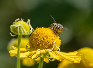 Native Leafcutter Bee gathering nectar and pollen on a yellow sneezeweed wildflower