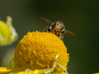Close-up of a bee face, Megachile, leaf-cutter bee, on a flower