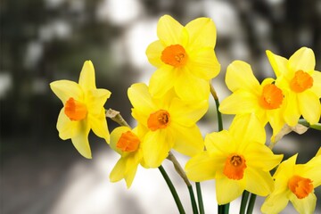Naklejka na ściany i meble Fresh beautiful Daffodil flowers in gardens