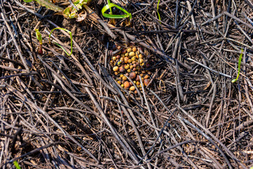 rodents made stocks of plant seeds that were burned and lost their germination in a fire