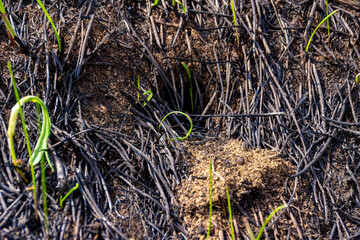 rodent mink among burnt grass, judging by absence of animal tracks made after fire, inhabitant of...