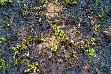 restoration of vegetation cover after field fire, germination of seeds preserved in earth or carried by wind and animals