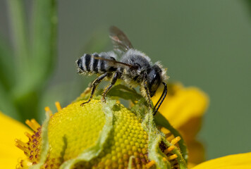 Male Leaf-cutter Bee on yellow flower (Megachile)