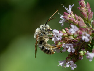 Male, Long-horned Bee on Oregano flowers with green background