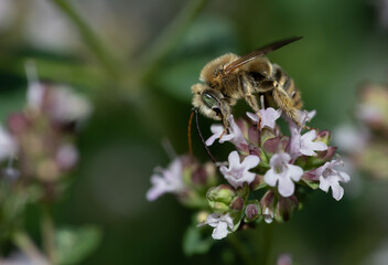 Melissodes, Long-horned Bee, on oregano flowers