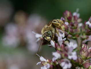 Green eyed bee on oregano flowers (Eucerini)