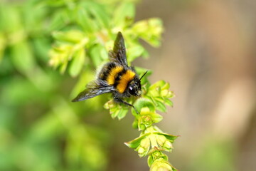 Bumble bee on a plant near the Taxopamba Waterfall outside of Otavalo, Ecuador