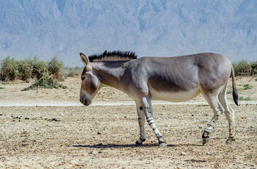 Naklejka na ściany i meble Somali wild donkey (Equus africanus) in nature reserve of the Middle East. This species is extremely rare both in nature and in captivity