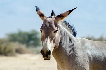 Head of so called Somali wild donkey (Equus africanus) is the forefather of all domestic asses. This species is extremely rare both in nature and in captivity