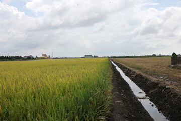 Obraz premium partially harvest paddy field rainy cloudy day