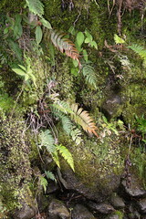 Moss and fern growing on the rock face around Taxopamba Waterfall outside of Otavalo, Ecuador