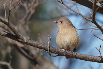 daurian redstart in the forest