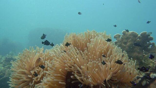 Skunk Anemonefish (Amphiprion Akallopisos). 
 ID: Thin White Line, Running From The Snout.