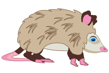 Animal opossum on white background is insulated