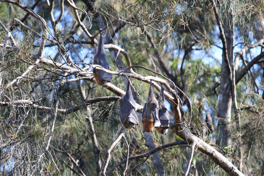 Four Grey-headed Flying-foxes Hanging Asleep In A Tree. Fruit Bats. Wolli Creek Valley