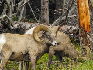 Naklejka na ściany i meble bighorn sheep in the mountains