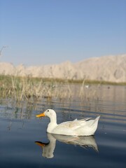 ducks on the lake