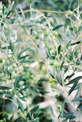 Green olives on the branches among the leaves. Close-up