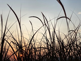 Blade of grass, reeds at sunset. In silhouette.