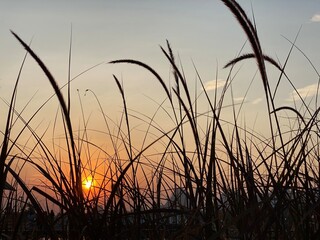 Close-up, reeds at sunset. Blade of grass in silhouette.