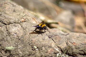 Bumble bee on a rock near the Taxopamba Waterfall outside of Otavalo, Ecuador