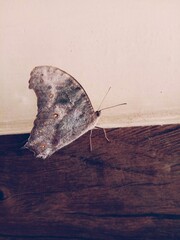 butterfly on the wall