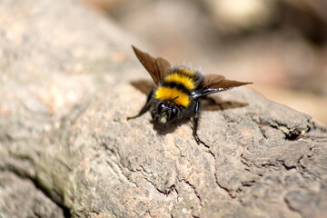 Bumble bee on a rock near the Taxopamba Waterfall outside of Otavalo, Ecuador