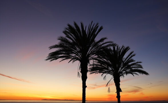 palm silhouette at sunset, palm silhouette, palm trees at sunset