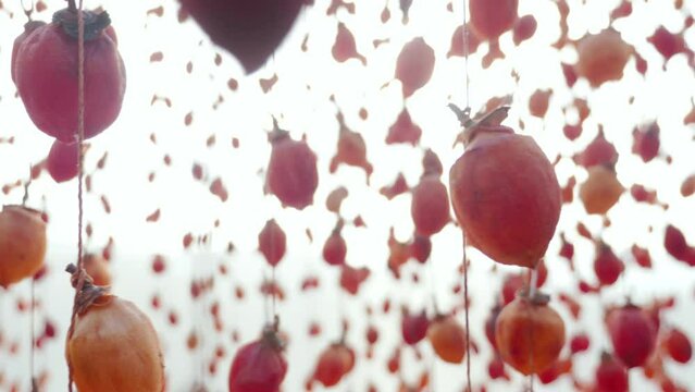 Hanged Persimmon fruits on bright background, Dried Persimmon Japanese method, dolly motion
