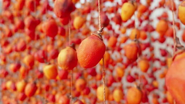 Colorful Persimmons fruit hanging to drying, Asian delicacy, Vietnam. Handheld motion