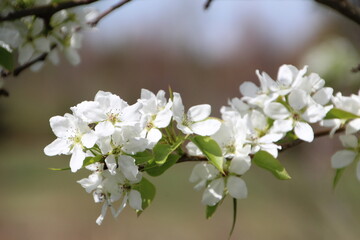 Obraz premium tree blossom, U of A Botanic Gardens, Devon, Alberta
