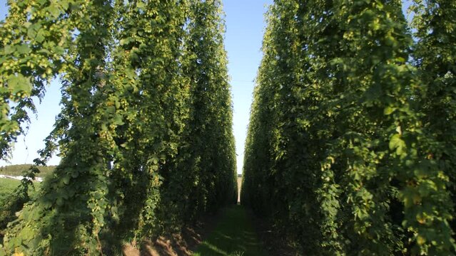 hops plantation recorded with a moving camera, beautiful sun, green plants, hop cone, leaves, tall plants,