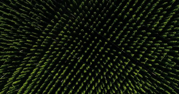 Drone movie shot, drone flight over hops, hop field, camera overview, camera shows juicy green hop field, hops look like geometric patterns, mesmerizing pattern.