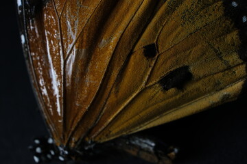 microscopic photo of arranged scales on the wing of butterfly