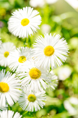 White erigeron in a summer sunny garden