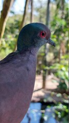 close up of a pigeon