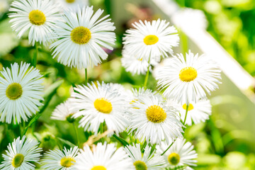 White erigeron in a summer sunny garden