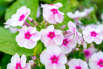 Fototapeta na wymiar Pale pink with a magenta center phlox in a summer sunny garden.