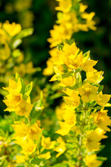 Lysimachia in a sunny summer garden