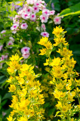 Lysimachia in a sunny summer garden