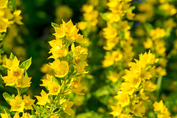 Lysimachia in a sunny summer garden