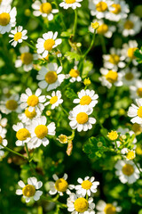 Fototapeta premium Pyrethrum parthenium (Golden Moss) in the sunny summer garden 