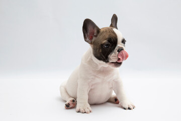 French bulldog in front of a white background	